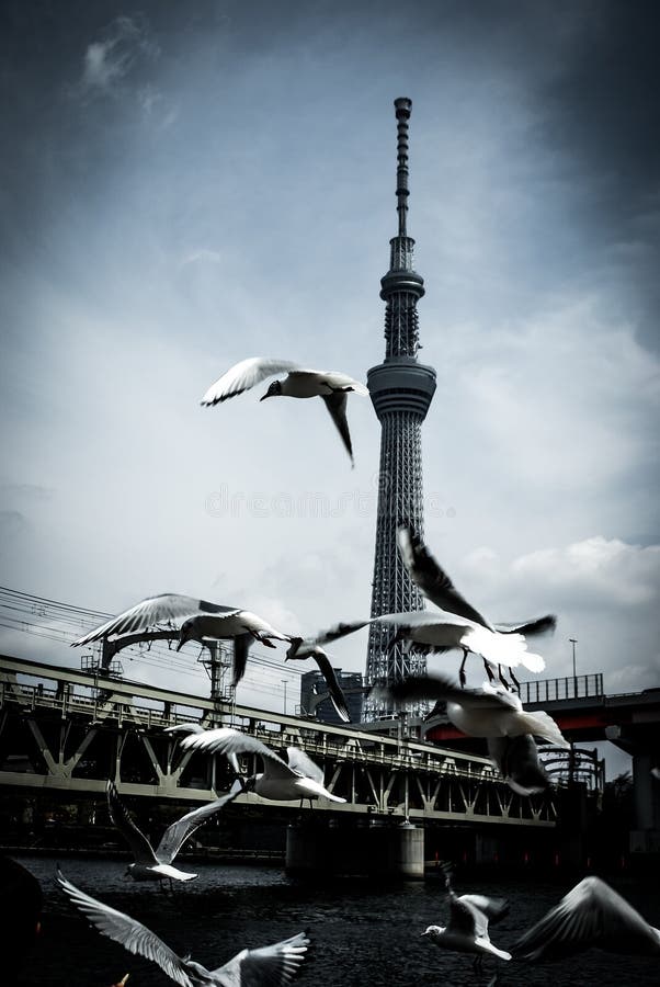 Landscape with Tokyo Sky Tree. Shooting Location:Sumida -ku, Tokyo