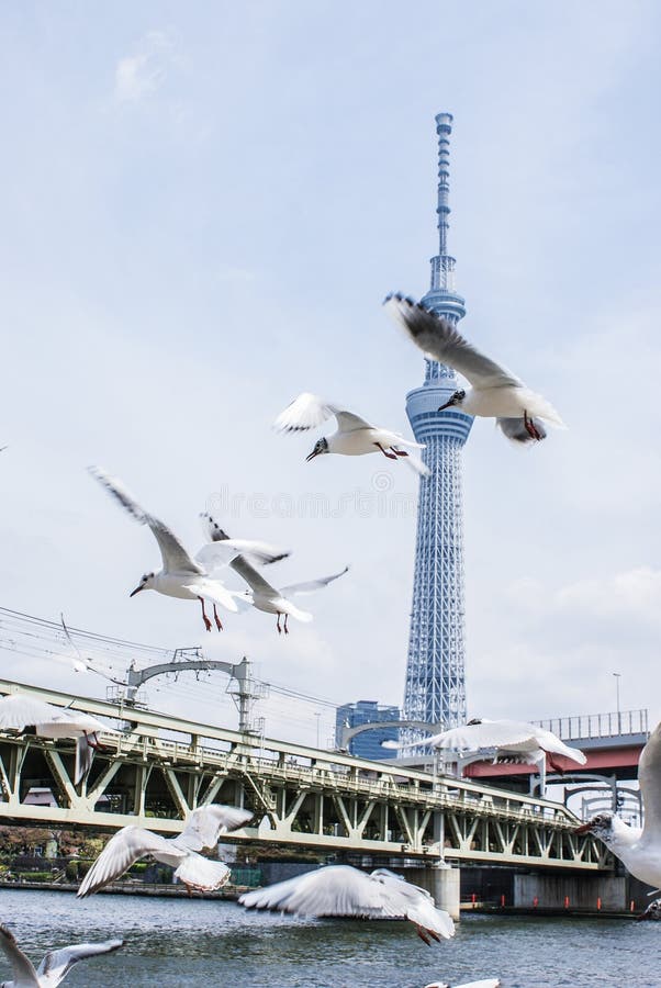 Landscape with Tokyo Sky Tree. Shooting Location:Sumida -ku, Tokyo