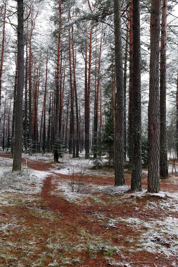 Paesaggio con un bellissimo calpestato le strade a terra in un inverno pineta.