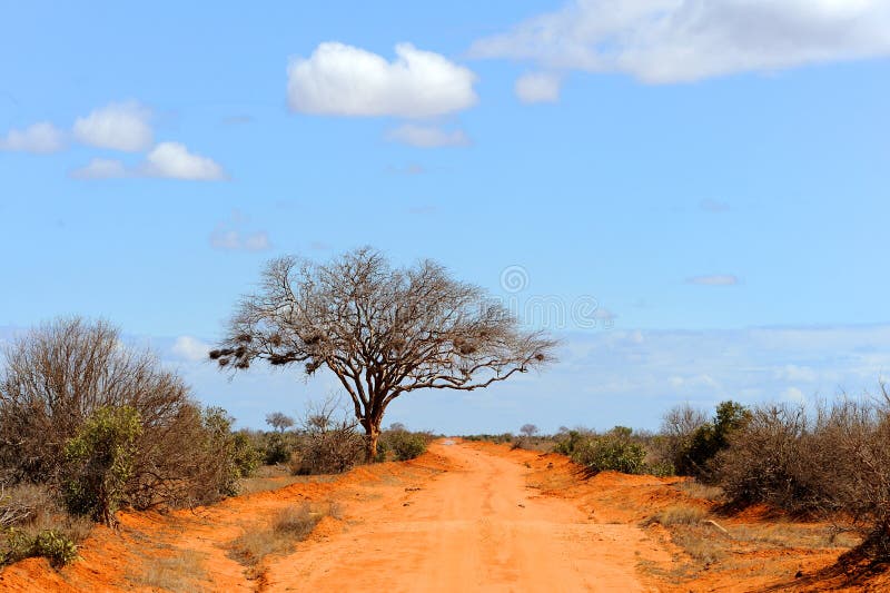 Landscape with Tree in Africa Stock Photo Image of natural, plant