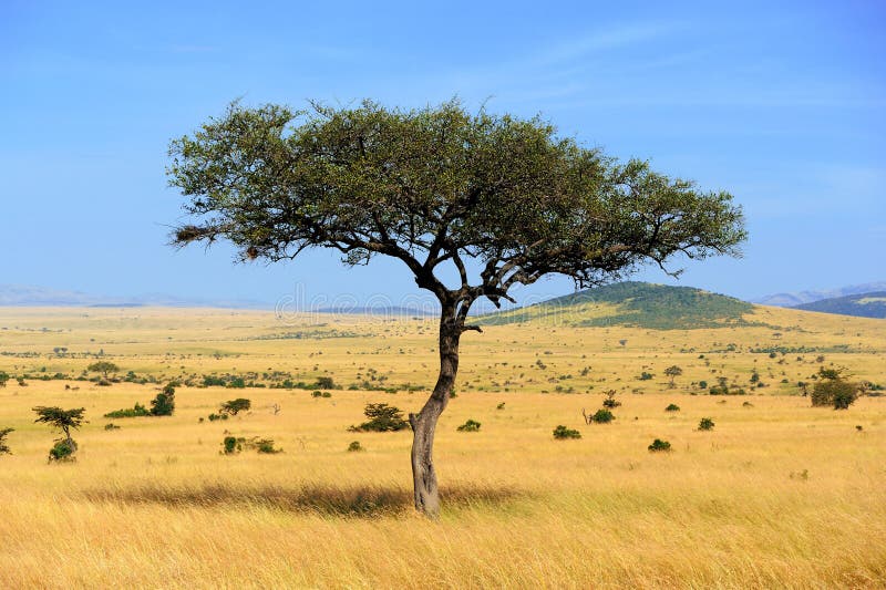 Landscape with Tree in Africa Stock Image - Image of safari, outdoor ...