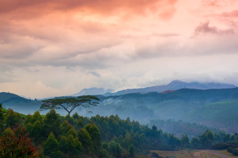 Beautiful landscape with a tree and mountains in a pre-dawn haze