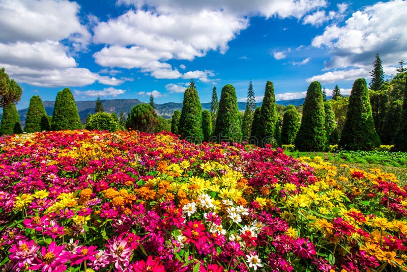 Colorful flower garden stock photo