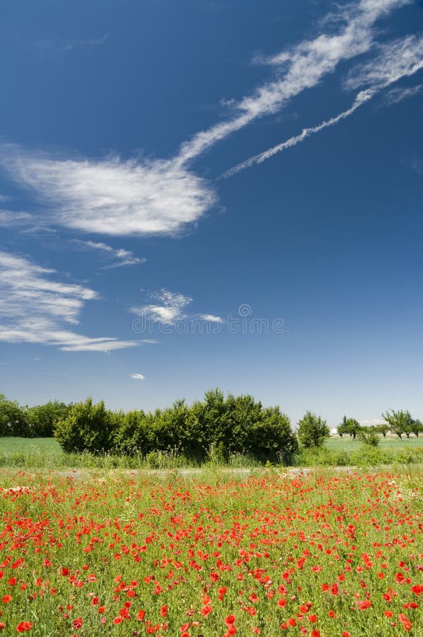 Landscape with trees and poppies