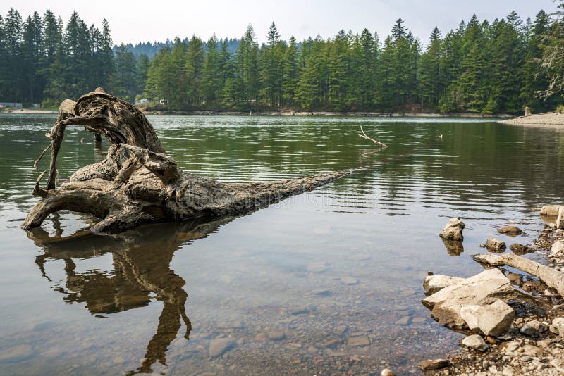 Landscape with the trunk of a fallen tree with roots in the quiet Lake Lacamas in Washington