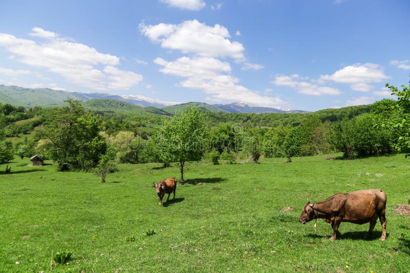 Landscape with two cows living free in a beautiful scenery. royalty free stock images Landscape with two cows living free in a beautiful scenery. royalty free stock images