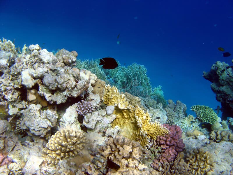 Landscape under water stock image. Image of flower, diver - 11754623