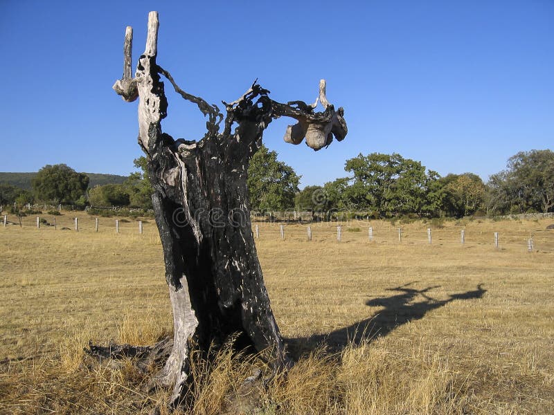 Landscape View of a Burned Oak Tree after a Forest Fire Stock Image