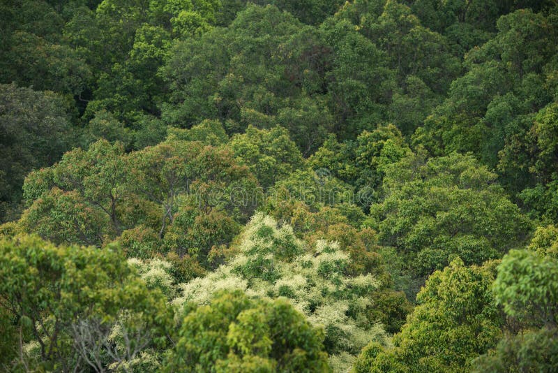 Landscape View of Dry Tropical Evergreen Forest,Thailand Stock Photo