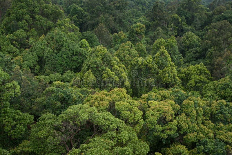 Landscape View of Dry Tropical Evergreen Forest,Thailand Stock Image