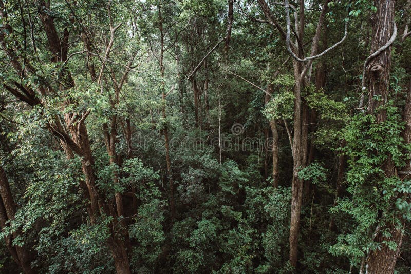 Landscape View of Dry Tropical Evergreen Forest,Thailand Stock Image