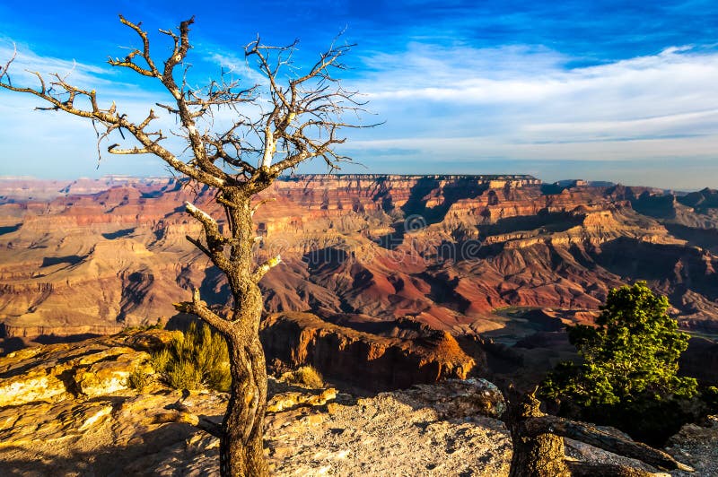 Landscape view of Grand canyon with dry tree in foreground