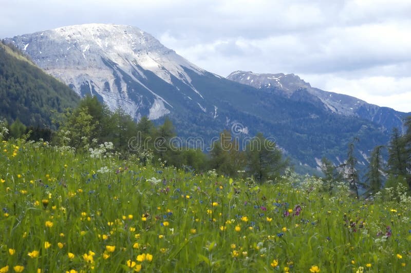 Landscape view of grass and mountains