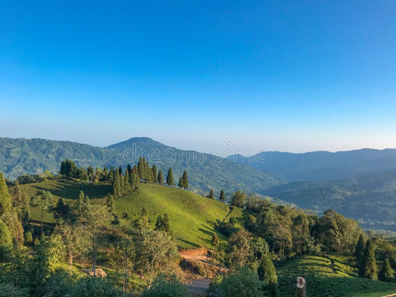 Landscape view of green Tea garden at Illam, Nepal with beautiful mountains and blue sky