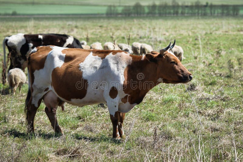 Landscape View Group of Cows Eating the Grass in the Meadow Stock Image