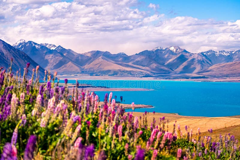 Landscape view of Lake Tekapo, flowers and mountains, New Zealand
