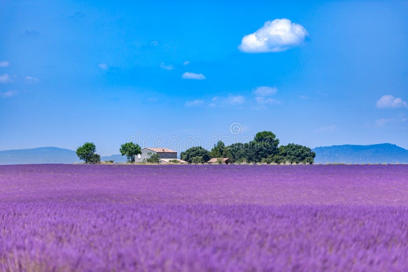 Lavender field in sunlight, Provence, Plateau Valensole. Beautiful image of lavender field. Lavender flower field, image for natural background. Wonderful scenery of summer nature banner. Lavender field in sunlight, Provence, Plateau Valensole. Beautiful image of lavender field. Lavender flower field, image for natural background. Wonderful scenery of summer nature banner