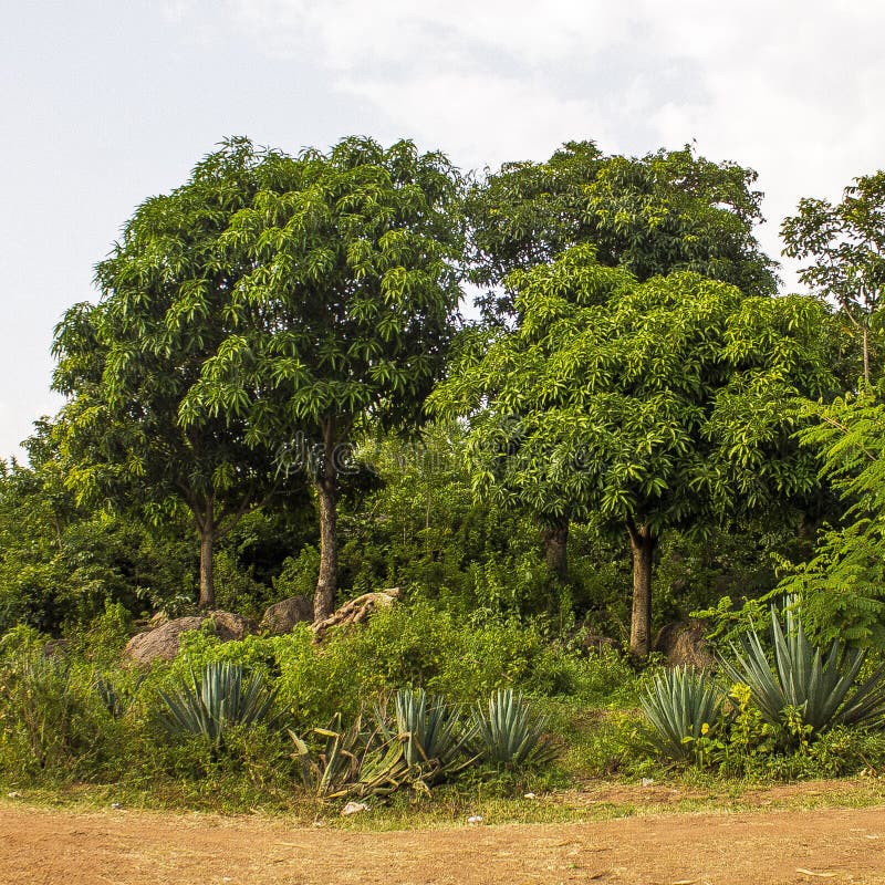 Landscape view of trees for background image royalty free stock photo Landscape view of trees for background image royalty free stock photo