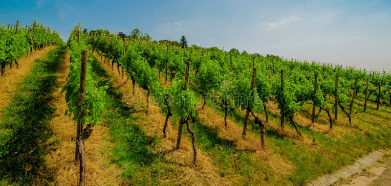 Landscape of vineyard on hill with grapes bushes and house of farm on top. sunny day