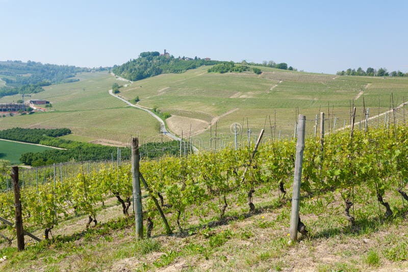 Landscape with vineyards from Langhe,Italian agriculture