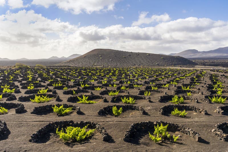 Landscape of Volcanic Vineyards of La Geria, Lanzarote, Canary Islands, Spain Stock Image 
