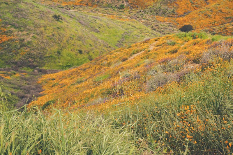 Landscape in Walker Canyon during the superbloom in California. The poppies covering the mountain valleys and ridges stock photos Landscape in Walker Canyon during the superbloom in California. The poppies covering the mountain valleys and ridges stock photos