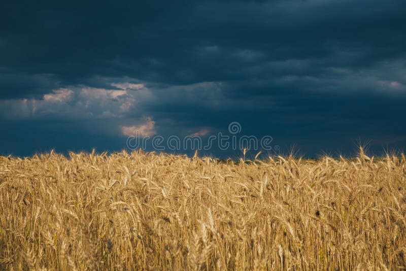 Landscape of Wheat Field at Sunset after Rain Stock Image - Image of
