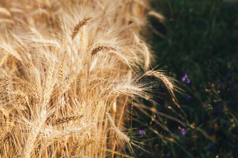 Landscape of Wheat Field at Sunset after Rain Stock Image - Image of