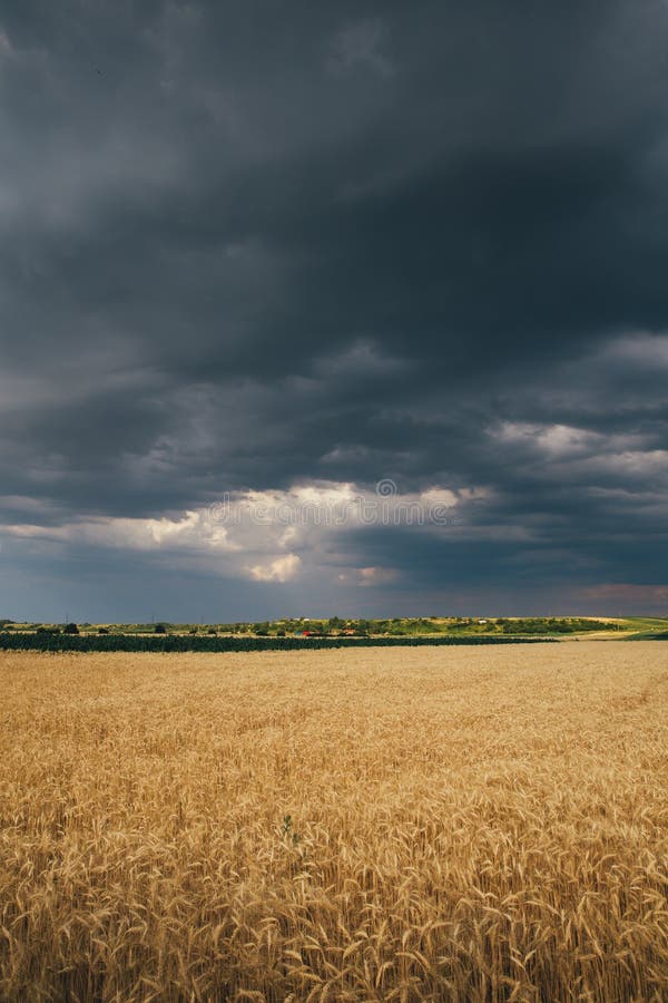 Landscape of Wheat Field at Sunset after Rain Stock Image - Image of