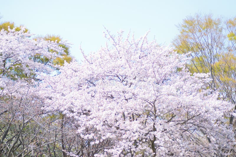 Landscape Of White Cherry Blossom Trees Stock Photo Image Of Blossom