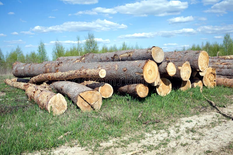 Landscape Width Stacked Pine Logs Stock Photo Image of materials