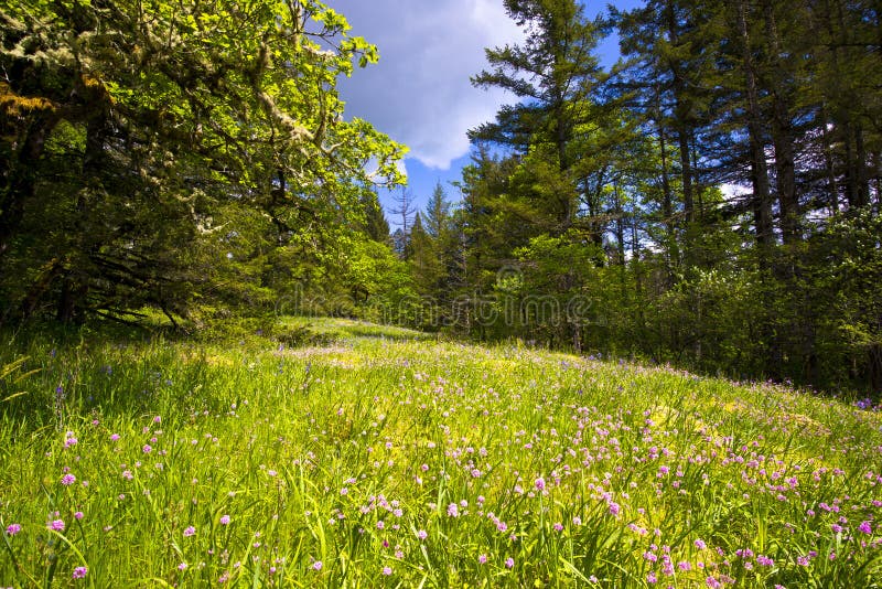 Landscape with wildflowers on glade and moss on the trees