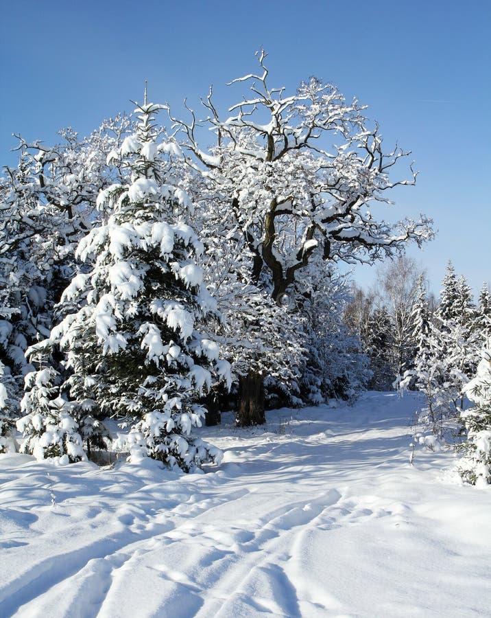 Landscape in winter