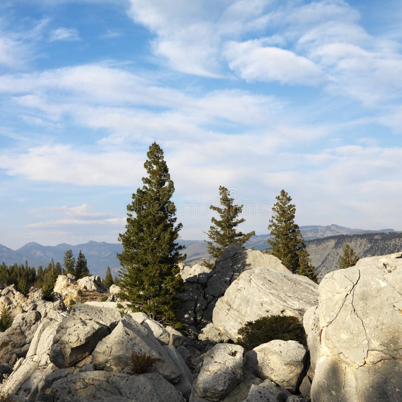 Large boulders with evergreen trees in Wyoming. Large boulders with evergreen trees in Wyoming.