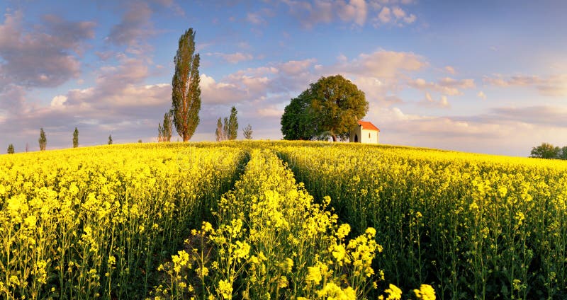 Landscape on Yellow rape fields at sunset with chapel