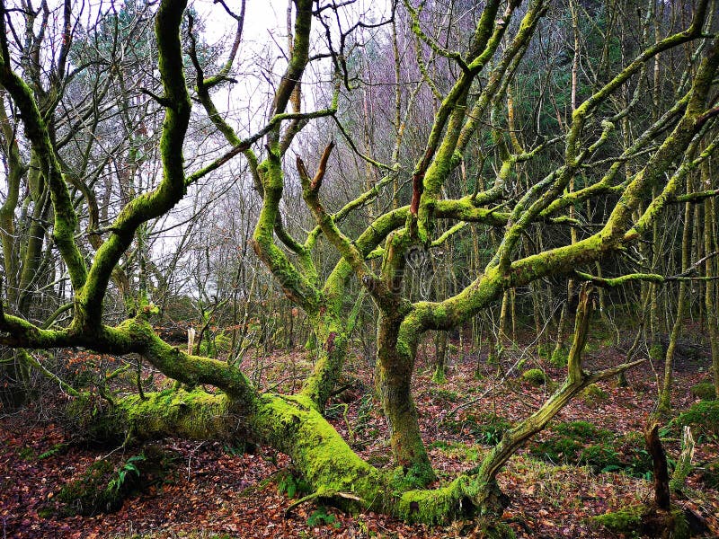 Landscapes of Scotland - Tor Wood