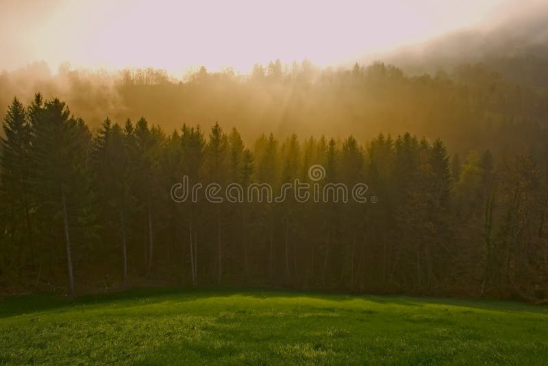 Landscape of a forest in mountain in the brown. Landscape of a forest in mountain in the brown
