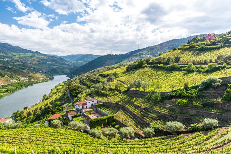 Landschaft des Duero-Fluss regionin Portugal - Weinberge