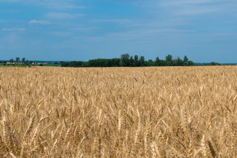 Landschaft des reifen Getreidefelds mit blauem Himmel und des whitespace für tex lizenzfreie stockfotografie Landschaft des reifen Getreidefelds mit blauem Himmel und des whitespace für tex lizenzfreie stockfotografie