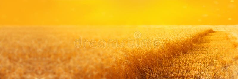 Landschaft des Roggenfeldes mit abgeschrägten Streifen während des Erntens bei Sonnenuntergang Ländlicher Hintergrund der Sommerl lizenzfreie abbildung Landschaft des Roggenfeldes mit abgeschrägten Streifen während des Erntens bei Sonnenuntergang Ländlicher Hintergrund der Sommerl lizenzfreie abbildung