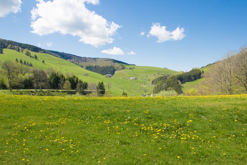 bewaldet: 30942559 Wiese Mit Schwarzwald - Im Stockbild Landschaft Blühender von Bild schwarzes,