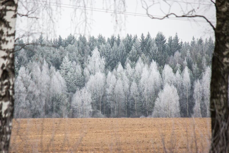Landschaft im Winter, gefrorene Bäume im Abstand Birke im Rahmen Wirklicher Winter im Dezember stockbilder Landschaft im Winter, gefrorene Bäume im Abstand Birke im Rahmen Wirklicher Winter im Dezember stockbilder