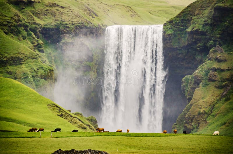Landschaft in Island Kühe und dem massiven Wasserfall von skogafoss im Hintergrund lizenzfreies stockfoto