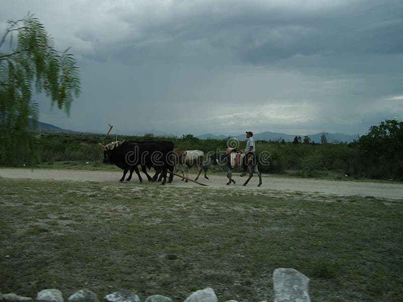 Landschaft in Mexiko mit Landwirt und Tieren lizenzfreies stockbild Landschaft in Mexiko mit Landwirt und Tieren lizenzfreies stockbild