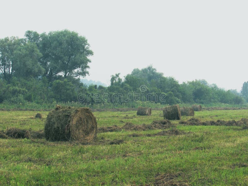 Landschaft mit grüner Wiese, Wald im Abstand und verdrehten Heuschobern des trockenen braunen Heus an einem nebeligen Tag lizenzfreie stockbilder Landschaft mit grüner Wiese, Wald im Abstand und verdrehten Heuschobern des trockenen braunen Heus an einem nebeligen Tag lizenzfreie stockbilder