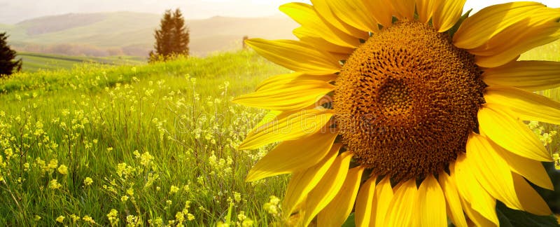 Landschaft mit Sonnenblumen in Toskana, stockbilder Landschaft mit Sonnenblumen in Toskana, stockbilder