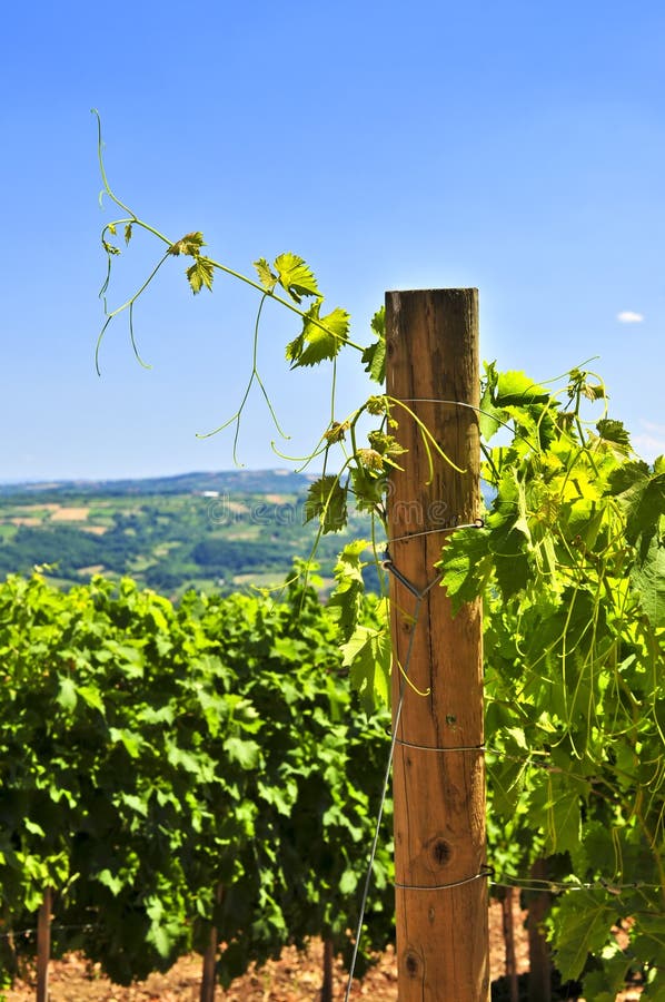 Summer landscape with vineyard in rural Serbia. Summer landscape with vineyard in rural Serbia