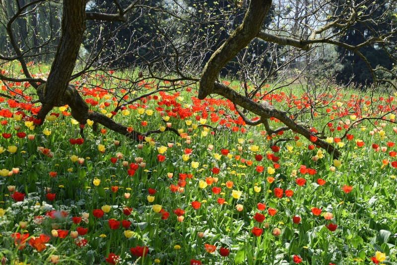 Landschaft über ein tulipfield in der Blüte, in den schönen gelben und roten Tulpen lizenzfreie stockbilder Landschaft über ein tulipfield in der Blüte, in den schönen gelben und roten Tulpen lizenzfreie stockbilder