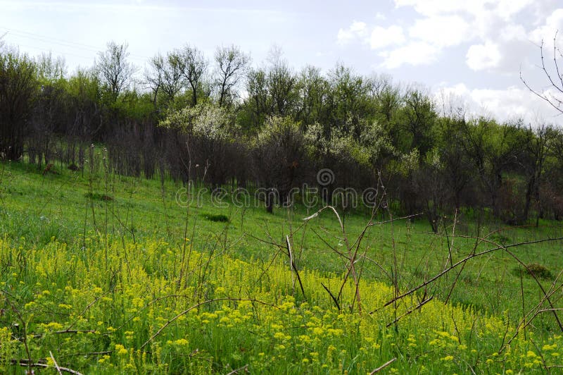 Landschap in de lente royalty-vrije stock foto's