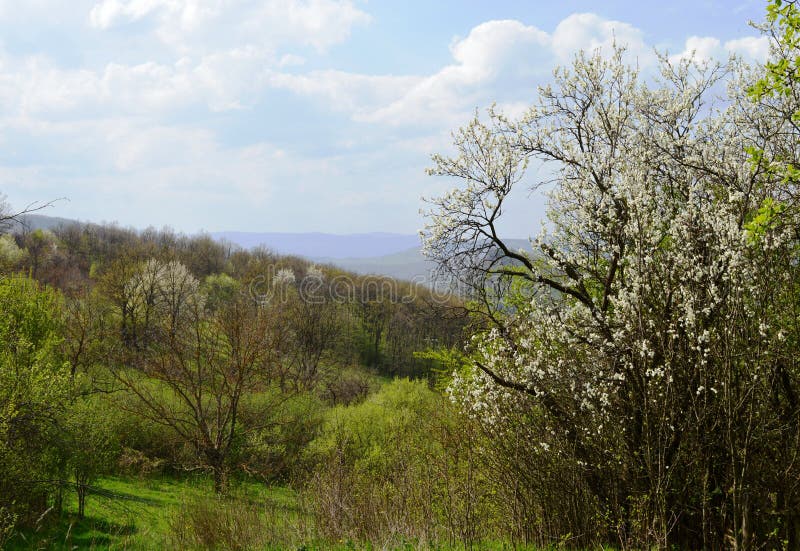 Landschap in de lente royalty-vrije stock afbeelding